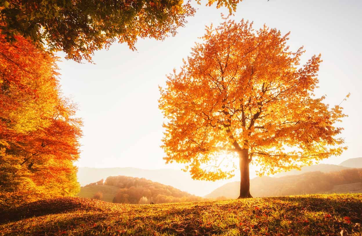 foret automne